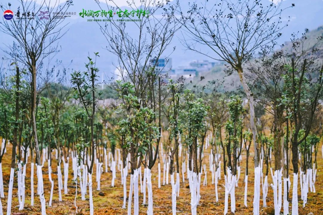 赤水河畔的生态叙事：解码茅台的三重生命密码