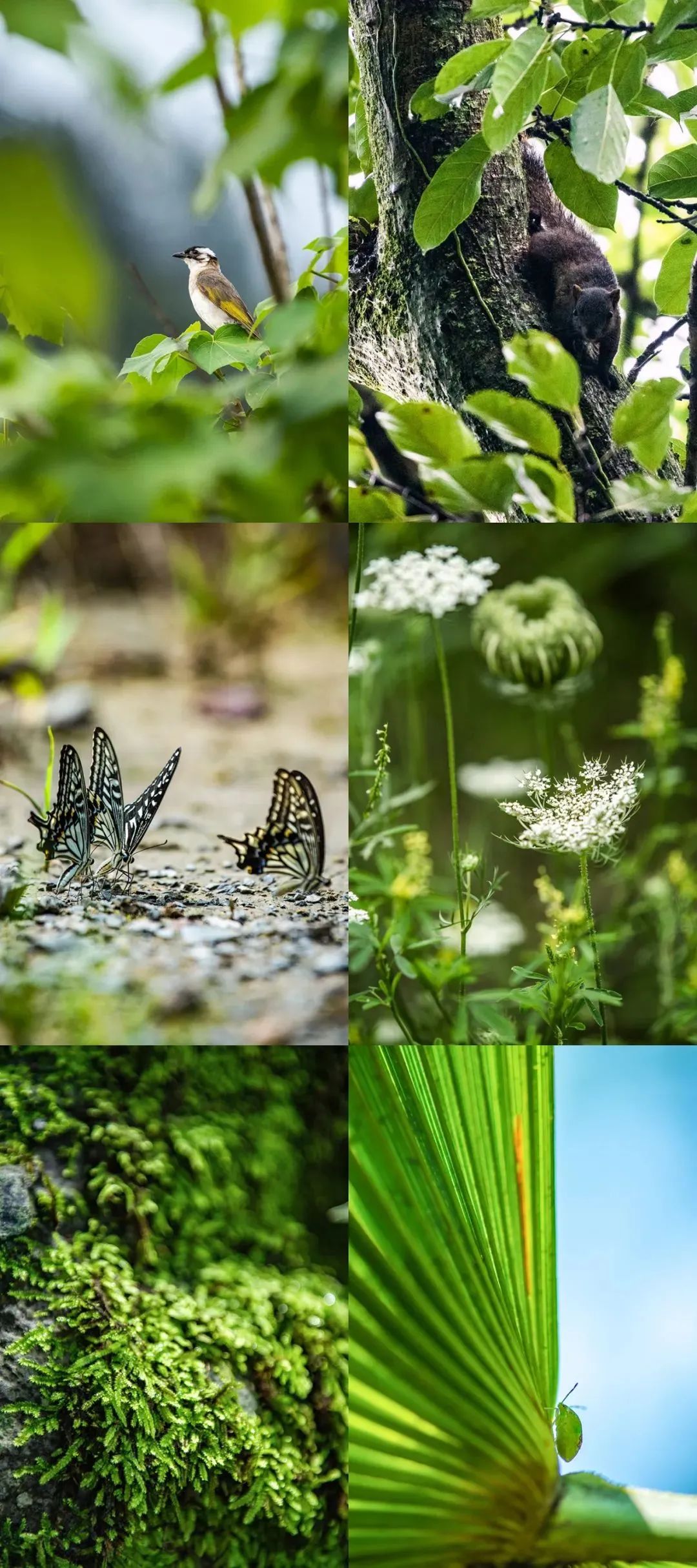 赤水河畔的生态叙事：解码茅台的三重生命密码