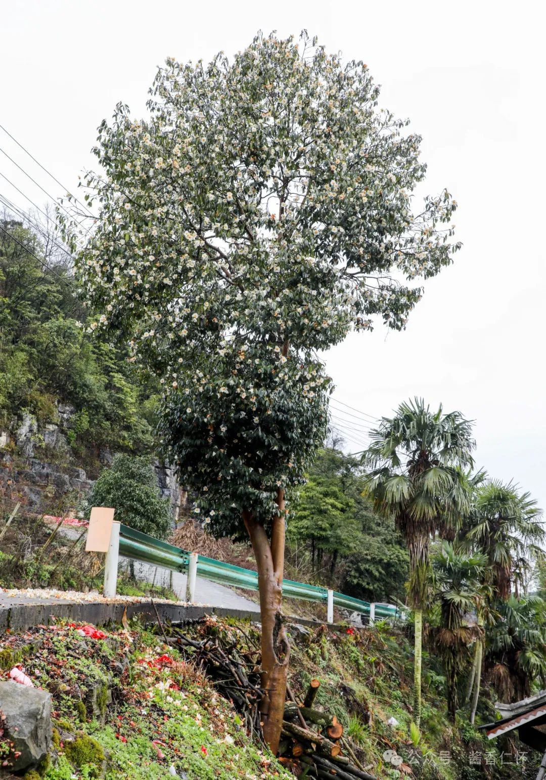 仁怀：百年山茶树 花开万朵