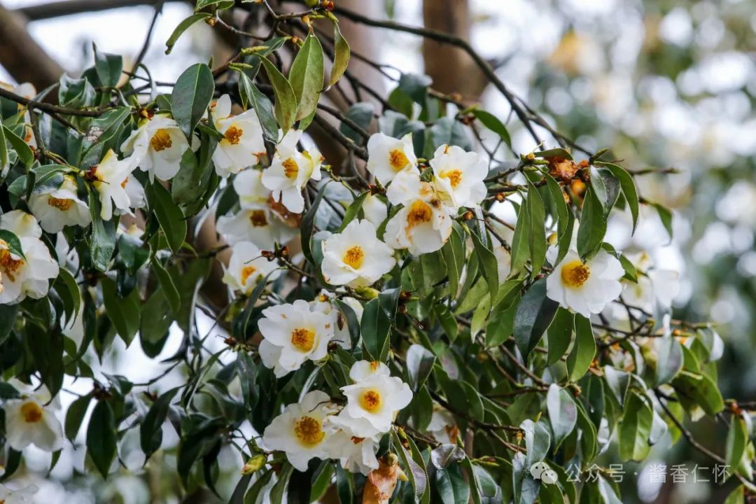 仁怀：百年山茶树 花开万朵