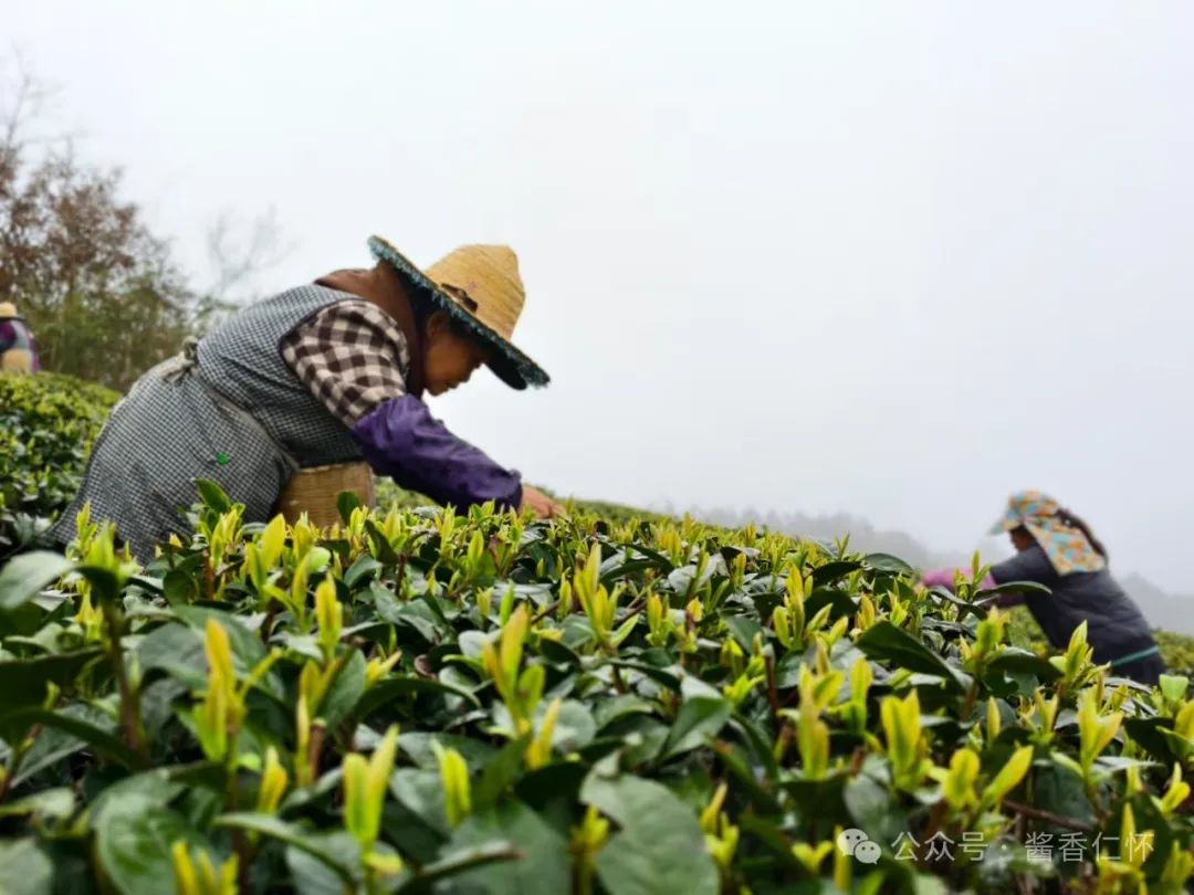 九仓：首批春茶开采